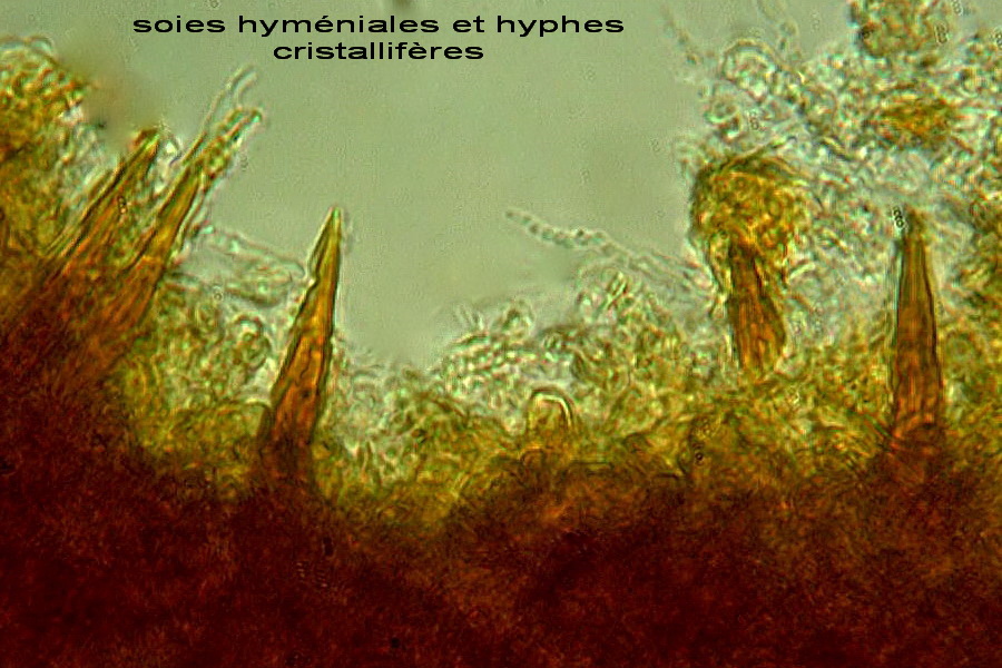 Phellinus da determinare - foto 5985